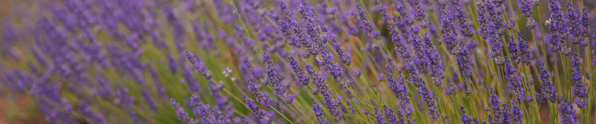 La fioritura della lavanda nella campagna imperiese 