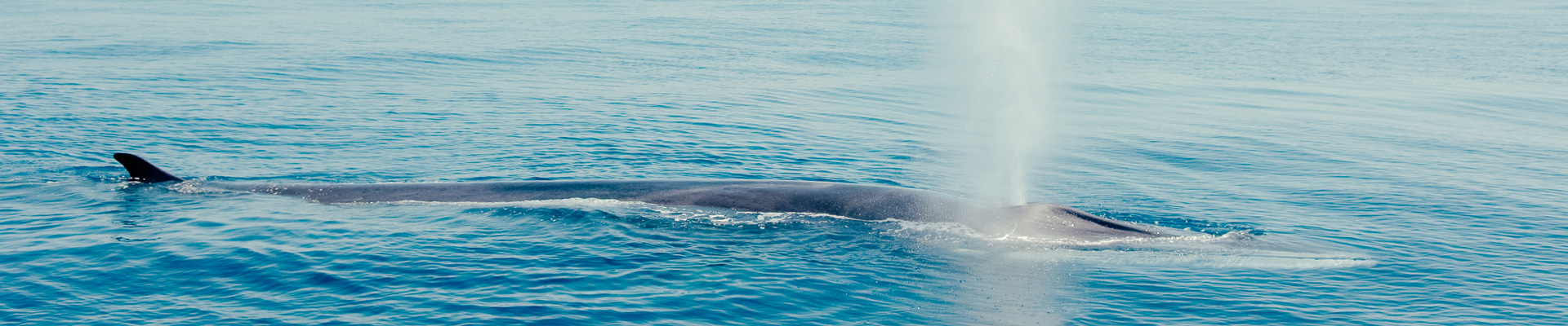 Whale watching a Imperia 